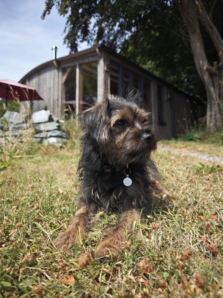 A small wiry-coated black and tan terrier-type dog sits in front of a wooden cabin, looking away to the side.